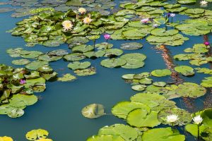 Best Lotus365 Review India vs Dafabet: Which Is Better for Indians in 2026?